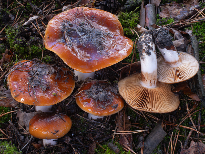 Cortinarius mucosus Cortinarius mucosus